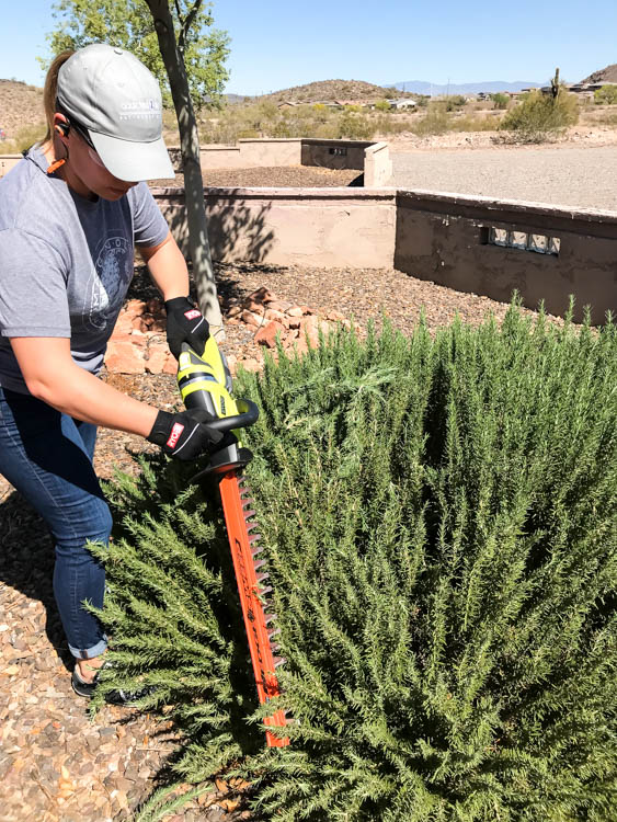 how to trim hedges