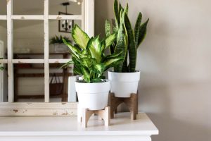 Learn how to make wooden plant stands